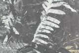 Wide Fossil Seed Fern Plate - Pennsylvania #53698-1